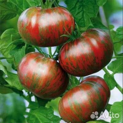 Семена томатов коктейльных