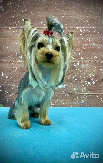 Стрижка собак и кошек груминг