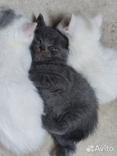 Кошка в дар