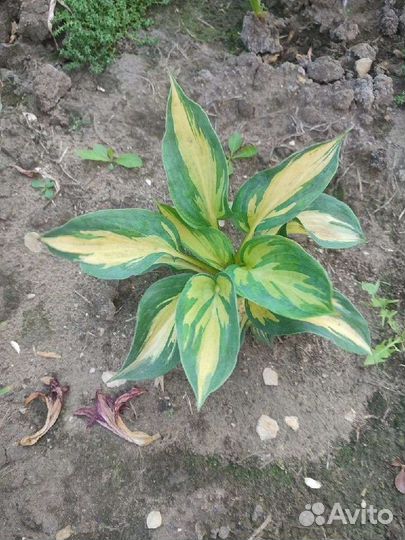 Хоста Тандерболт