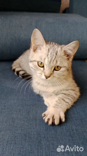 Кошка в дар