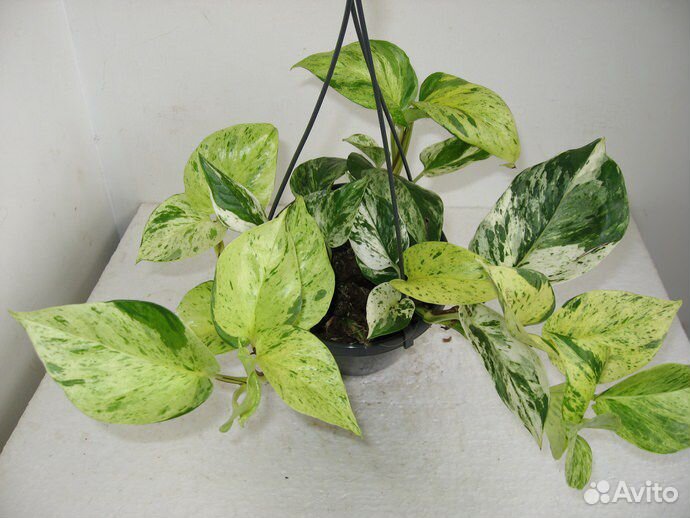 Сциндапсус Марбл Квин (Marble Queen)