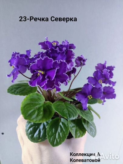 Фиалки трейлеры