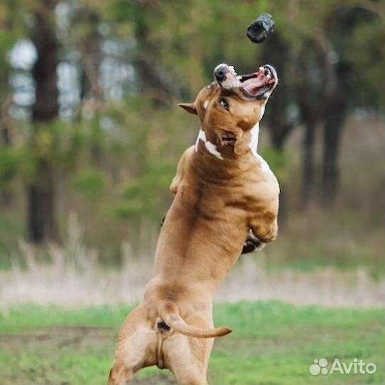 Инструктор (кинолог) клеймение, вязка, дрессировка