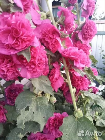 Мальва махровая, Шток роза