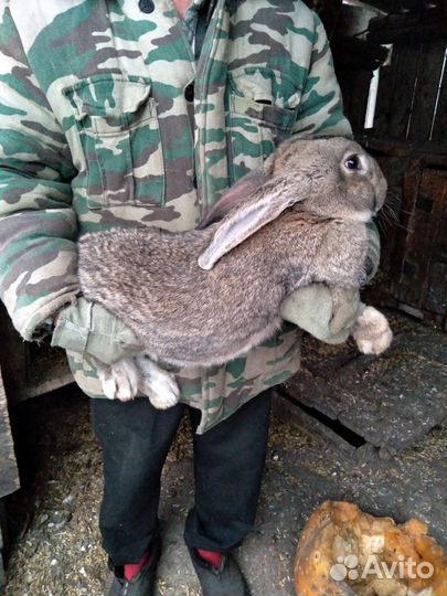 Кролики Фландеры