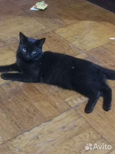 Кот в добрые руки