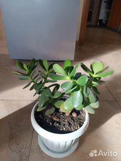 Денежное дерево красула толстянка