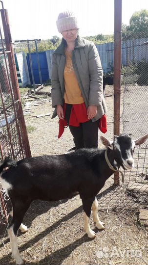 Альпийский козлик и козы