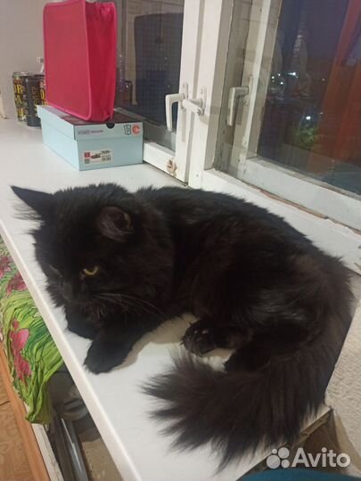 Кошка и кот в дар