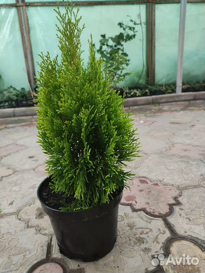 Можжевельник