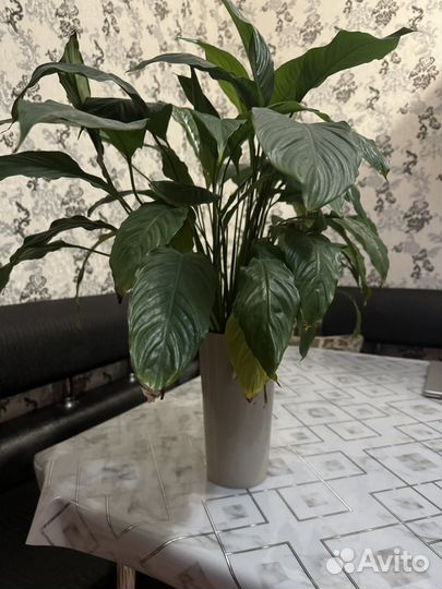 Спатифиллум