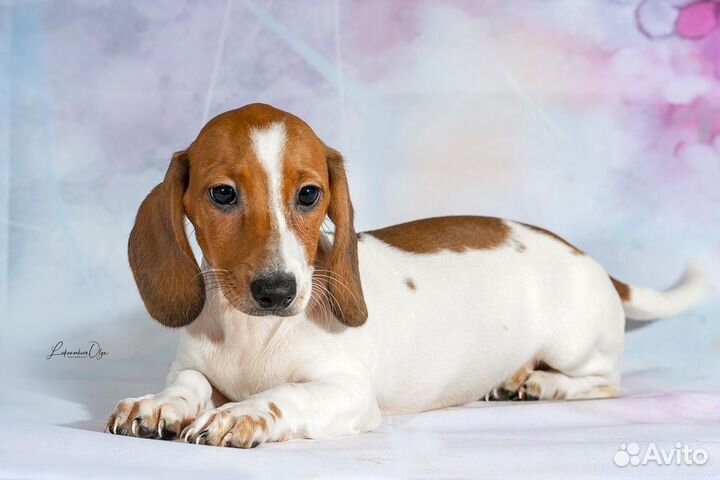 Миниатюрная такса окрас пайболд