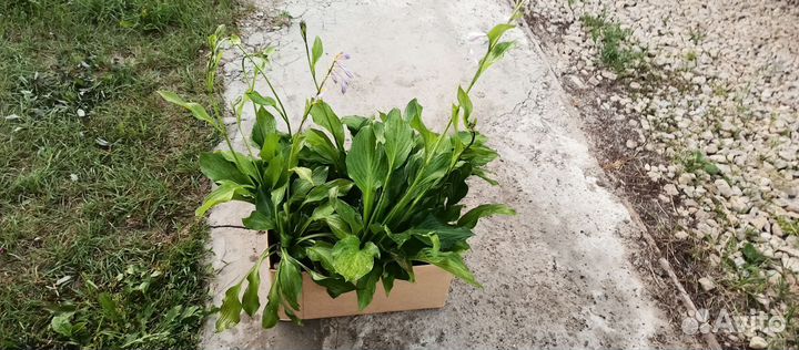 Хоста растение