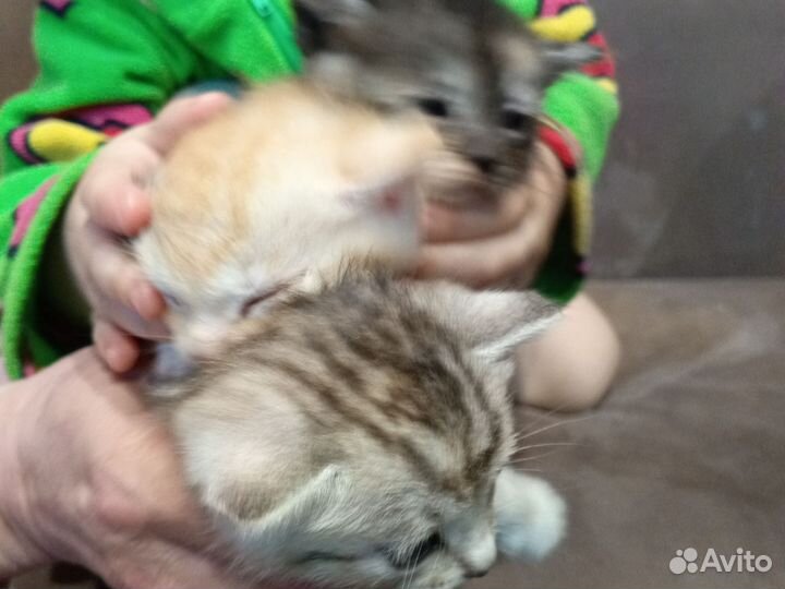Котята отдам
