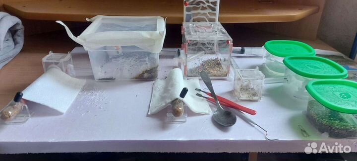 Муравьиная ферма