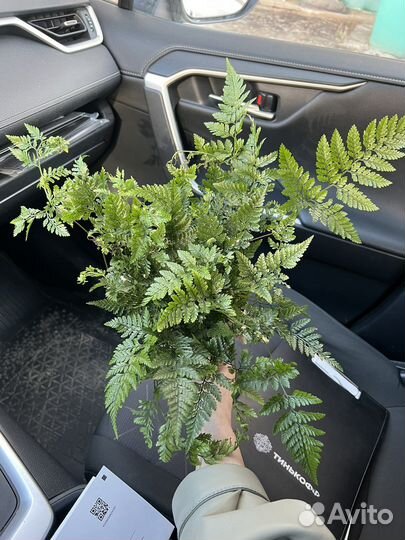 Папоротник давалия