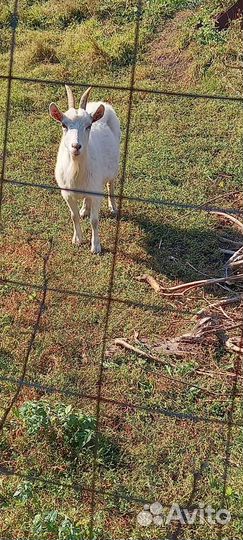 Продается коза