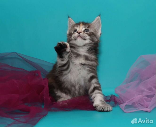 Котята Мейн-кун