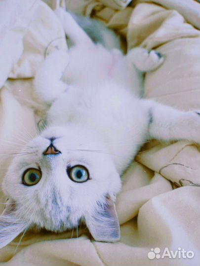 Британские серебристые шиншиллы