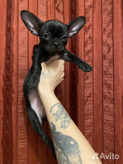 Щенки чихуахуа