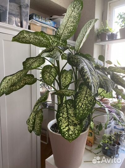 Диффенбахия