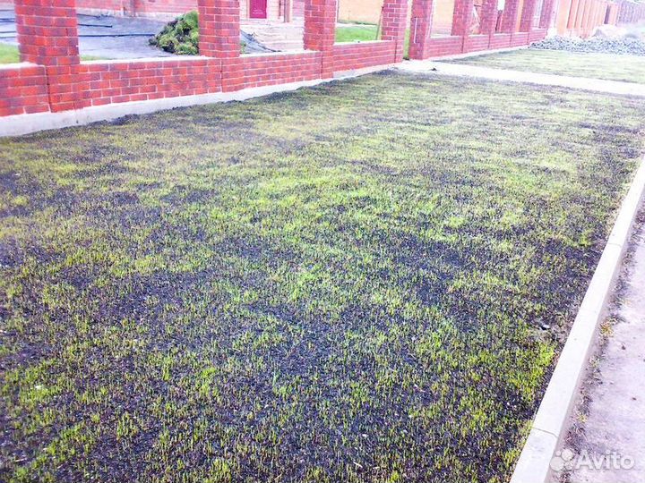 Посевной газон, посев газона