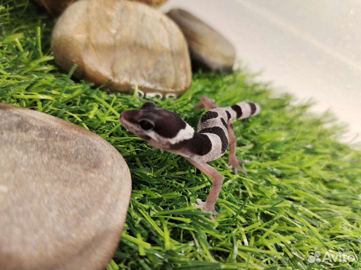 Пятнистый эублефар