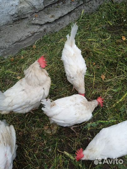 Куры несушки продам