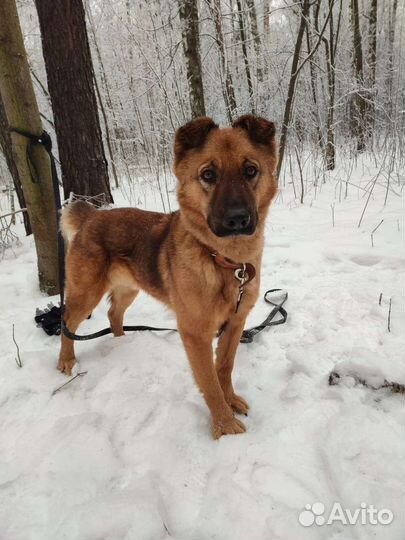 Очень умный пес ждет своего хозяина в приюте