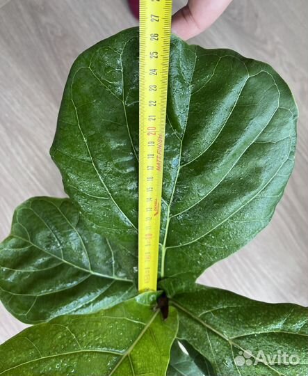 Фикус Лирата Columnaris