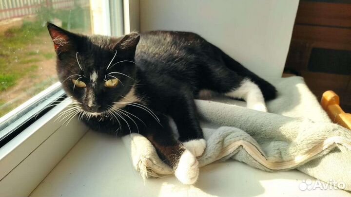 Кошка в дар бесплатно