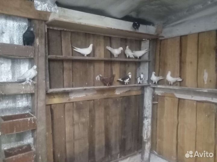 Бойные голуби