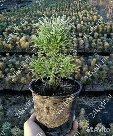 Сибирский кедр. Саженцы