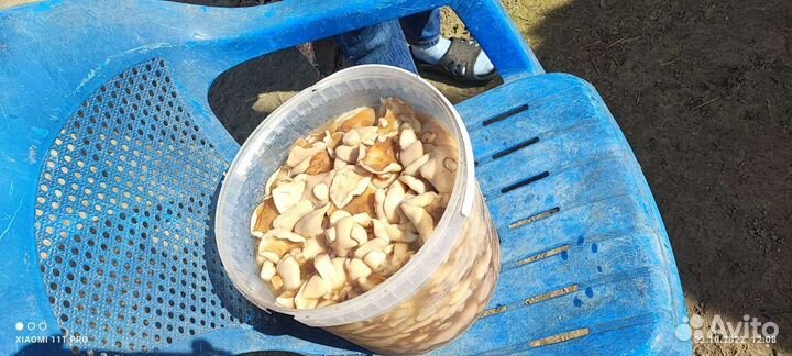 Маслята опт от 100 кг