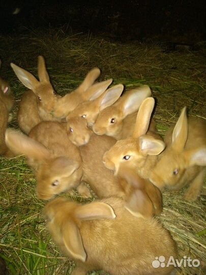 Продам кроликов бургунцев