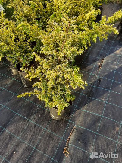 Саженцы Тисса ягодного Элеганиссима