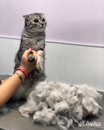 Кошки груминг - стрижки, вычес и экспресс линька