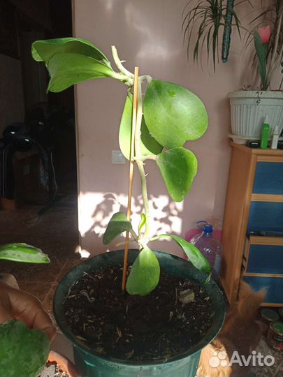 Хоя Валентинка