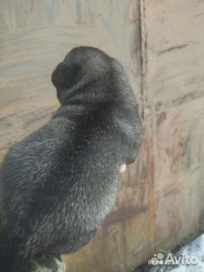 Продажа собак щенков