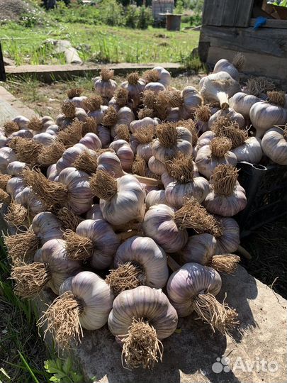 Чеснок на посадку осенью, «Любаша»
