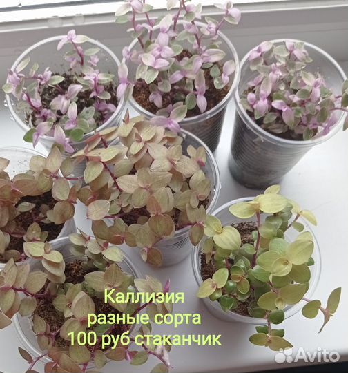 Домашние цветы
