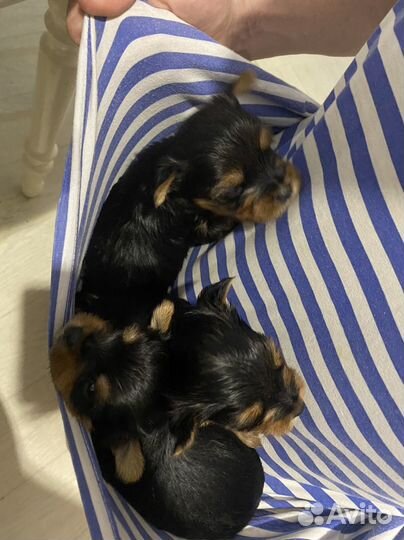 Йоркширский терьер щенки