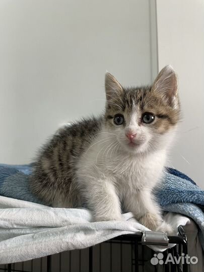 Котенок мальчик