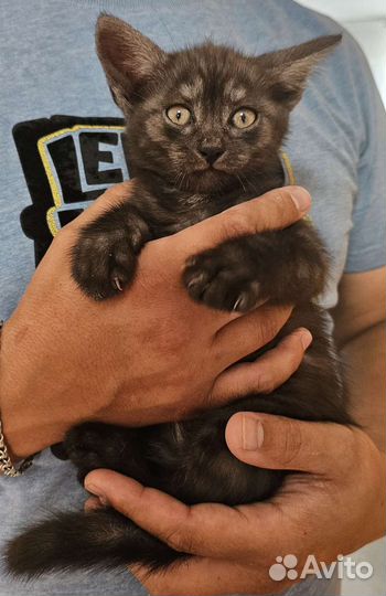 Отдам в хорошие руки