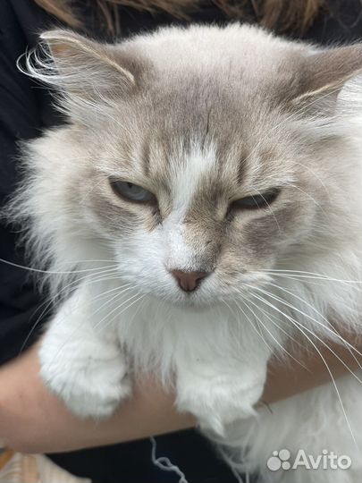 Невский маскарадный кот