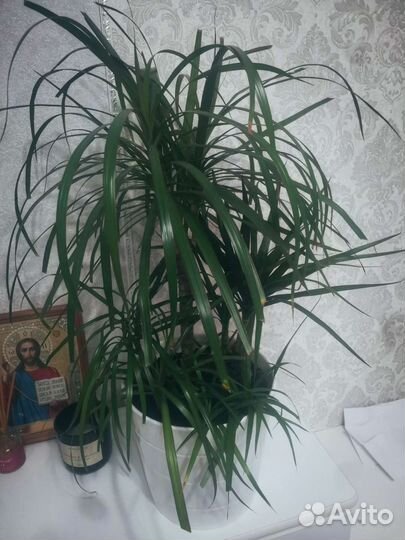 Драцена пышная объёмная