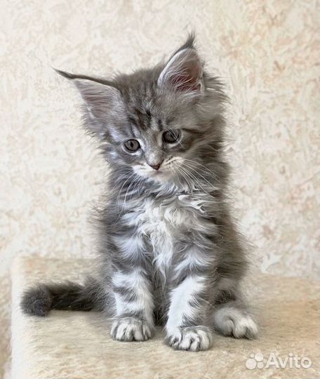 Мейн-кун котёнок-кот голубой (серый) в любимцы