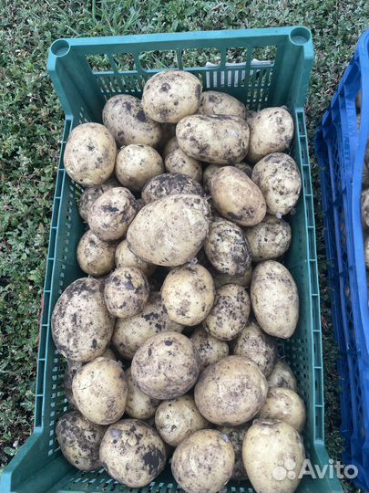 Картофель Коломбо