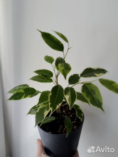 Фикус Бенджамина Кинки